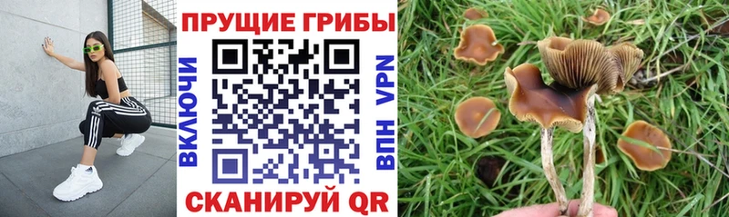 Псилоцибиновые грибы мухоморы  Купить  Балашов 
