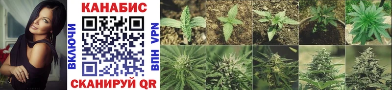 Купить  Балашов  Бошки Шишки гибрид 